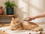 Cat Steam Brush - Lifestyle