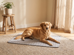 Dog Cooling Mat Gray - Lifestyle