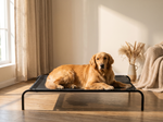 Elevated Pet Bed Black - Lifestyle
