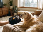 Pet Hair Remover Mitt Black - Lifestyle
