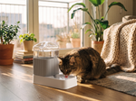 Pet Bowl Grey Drinking - Lifestyle