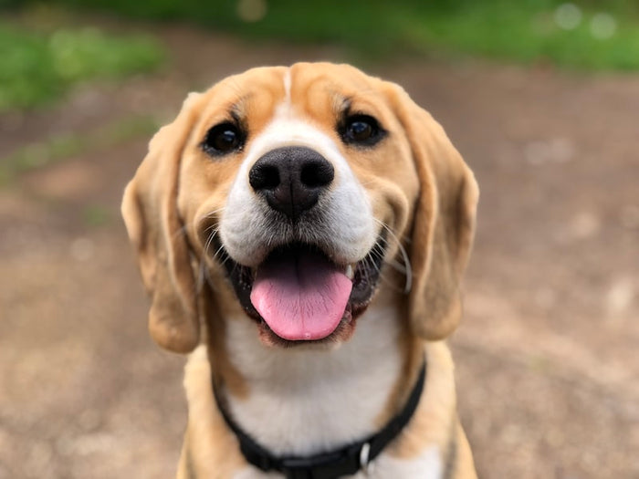 A dog portrait, warm and considered