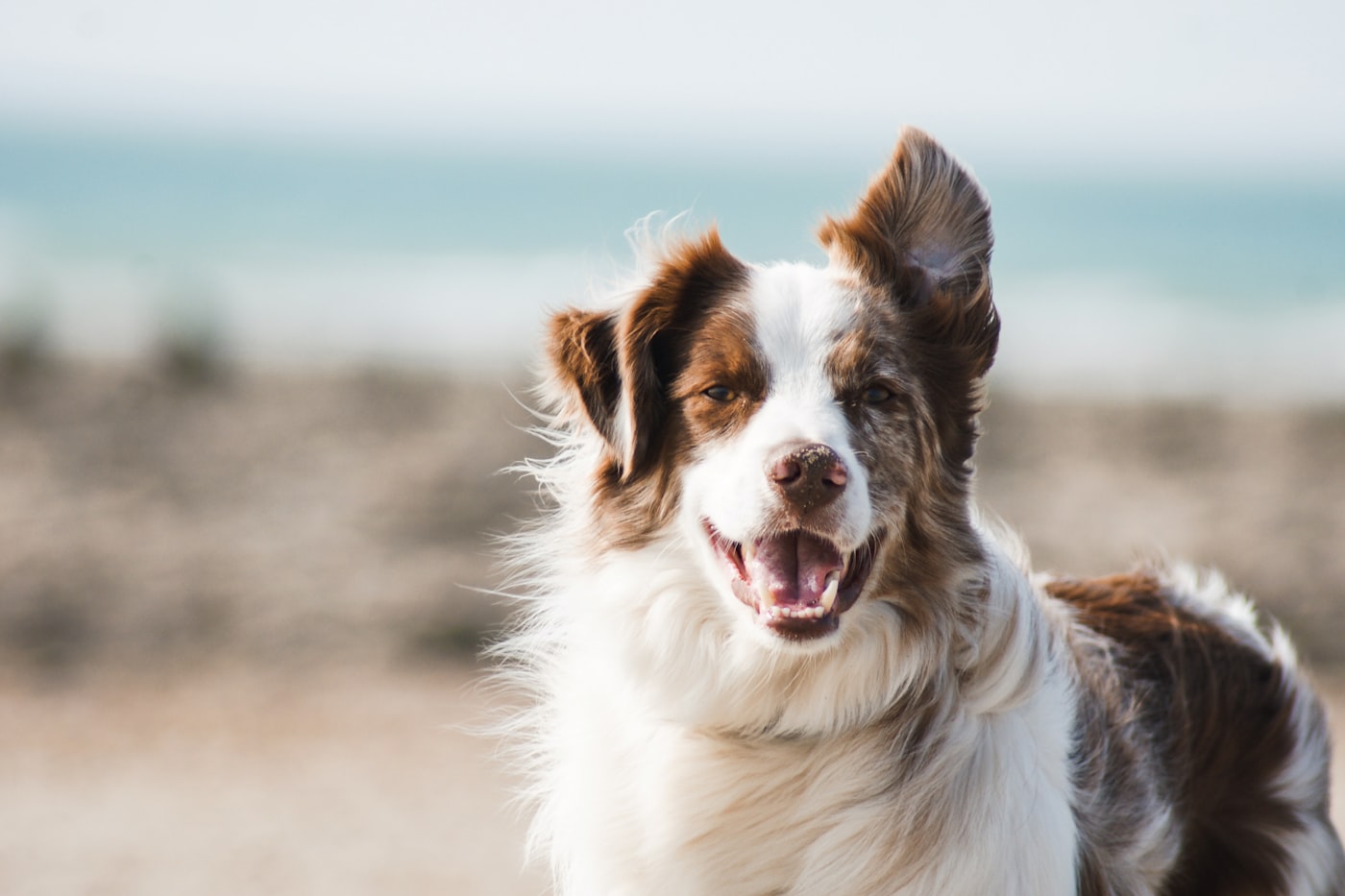 A calm dog resting in warm natural light